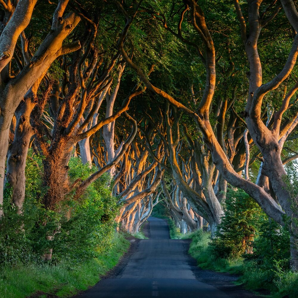 The Dark Hedges